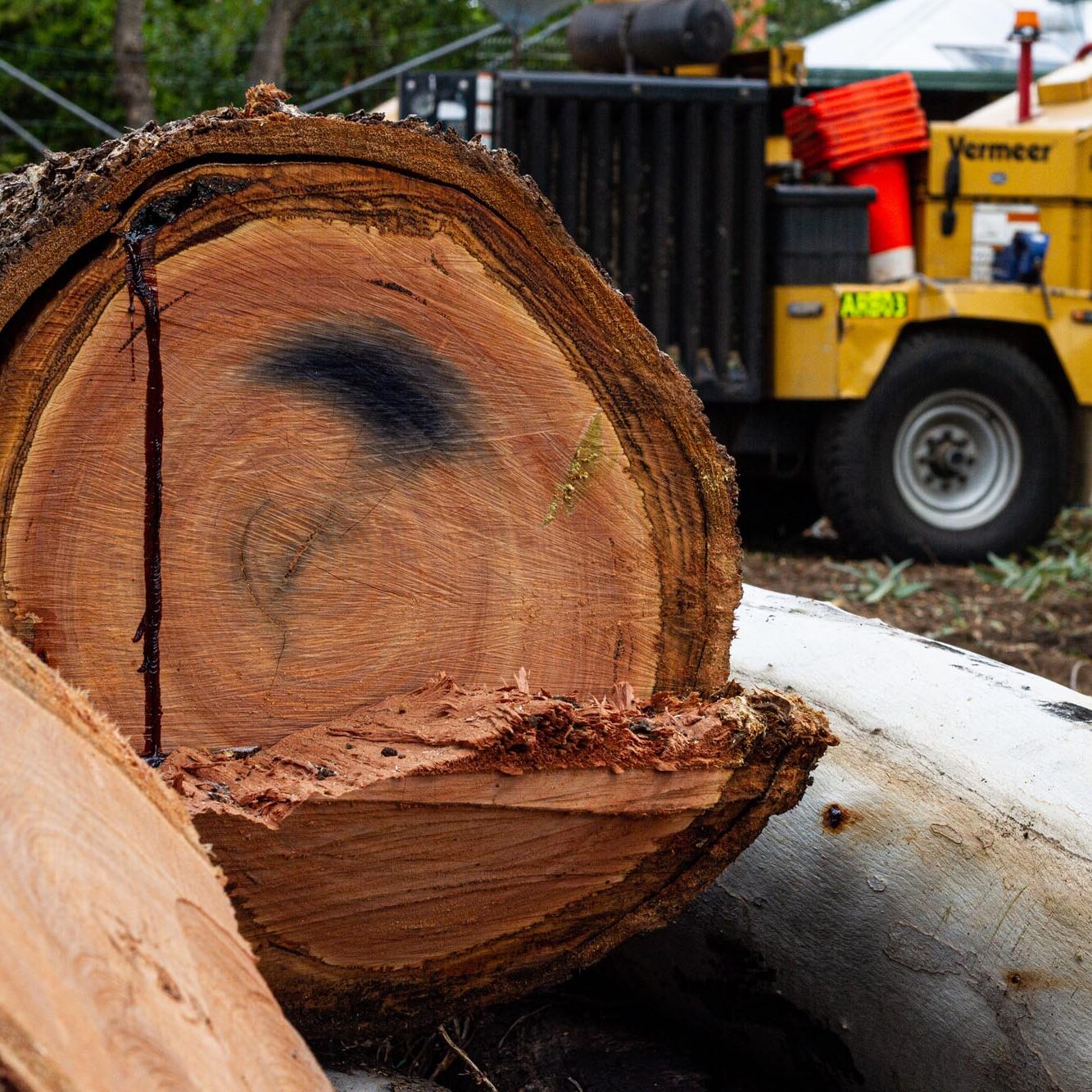 A Tree Service Expert from Arbortec is cutting down a tree.