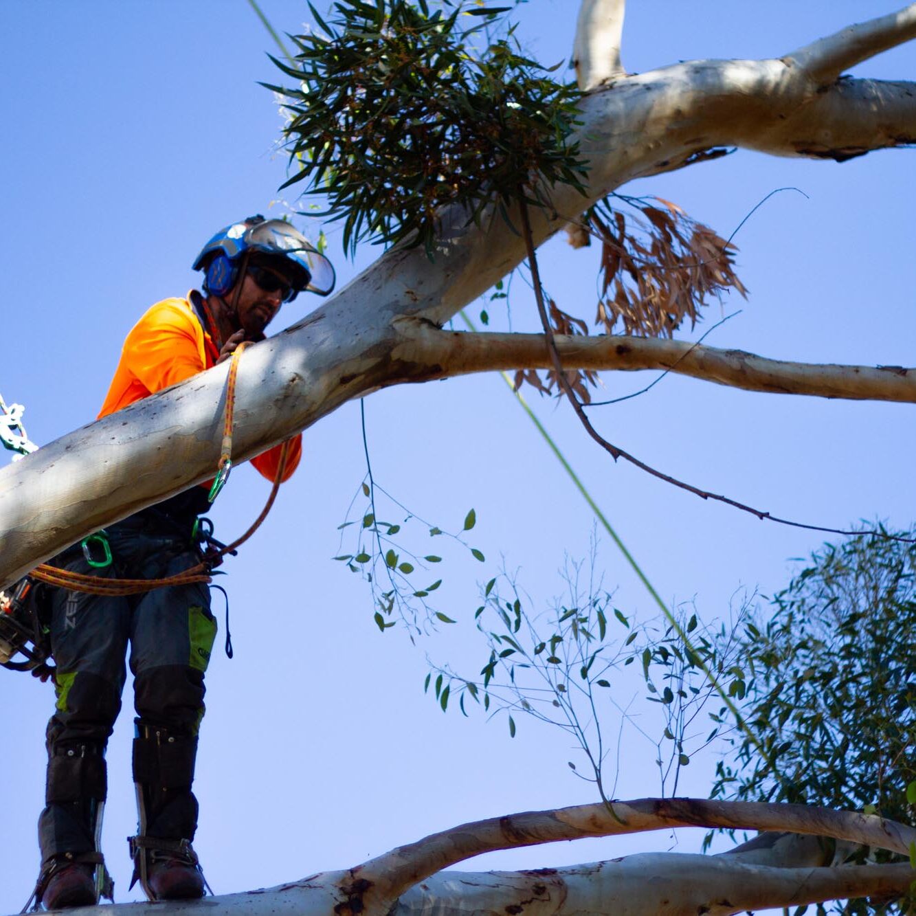 Arbortec Tree Services - Tree Removal